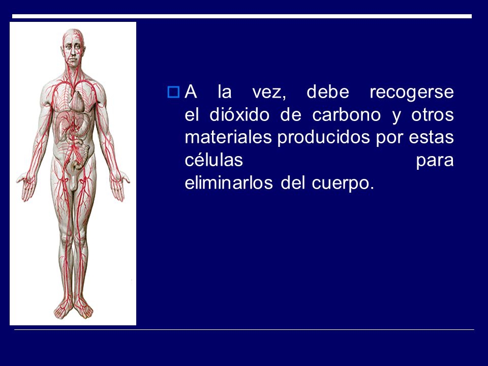 A la vez, debe recogerse el dióxido de carbono y otros materiales producidos por estas células para eliminarlos del cuerpo.