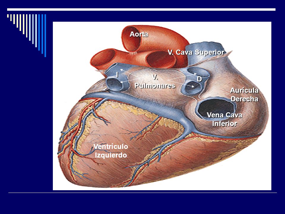 Aorta V. Cava Superior I V. Pulmonares D Aurícula Derecha Vena Cava Inferior Ventrículo Izquierdo