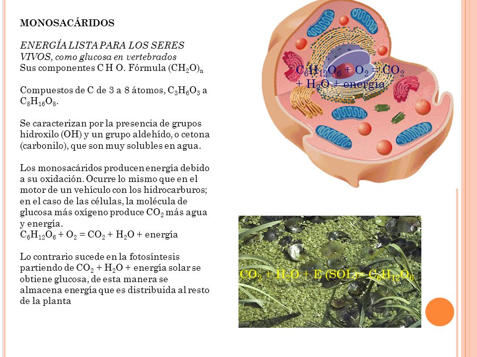 C6H12O6 + O2 = CO2 + H2O + energía CO2 + H2O + E (SOL)= C6H12O6