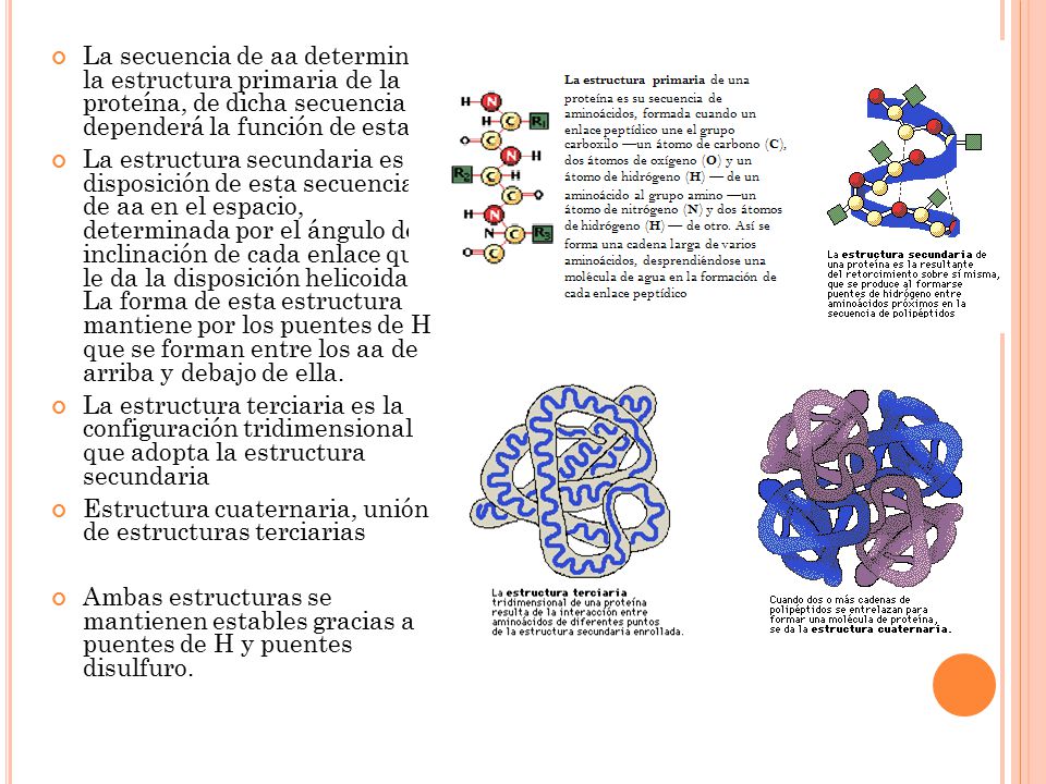 La secuencia de aa determina la estructura primaria de la proteína, de dicha secuencia dependerá la función de esta.