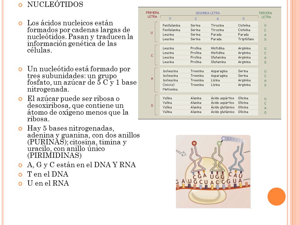 NUCLEÓTIDOS Los ácidos nucleicos están formados por cadenas largas de nucleótidos. Pasan y traducen la información genética de las células.