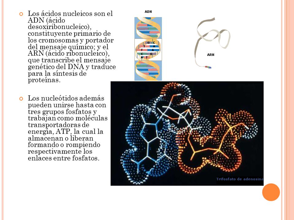 Los ácidos nucleicos son el ADN (ácido desoxiribonucleico), constituyente primario de los cromosomas y portador del mensaje químico; y el ARN (ácido ribonucleico), que transcribe el mensaje genético del DNA y traduce para la síntesis de proteínas.