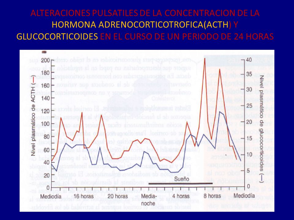 ALTERACIONES PULSATILES DE LA CONCENTRACION DE LA HORMONA ADRENOCORTICOTROFICA(ACTH) Y GLUCOCORTICOIDES EN EL CURSO DE UN PERIODO DE 24 HORAS