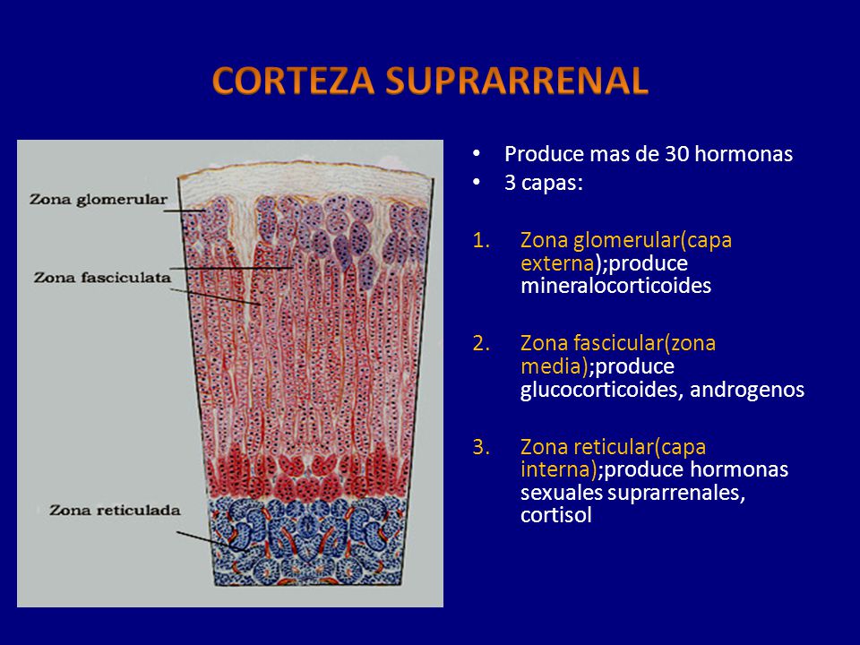 CORTEZA SUPRARRENAL Produce mas de 30 hormonas 3 capas: