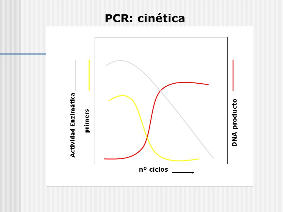 PCR: cinética primers DNA producto Actividad Enzimática nº ciclos
