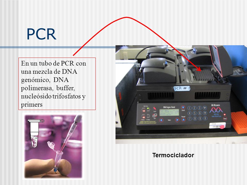 PCR En un tubo de PCR con una mezcla de DNA genómico, DNA polimerasa, buffer, nucleósido trifosfatos y primers.