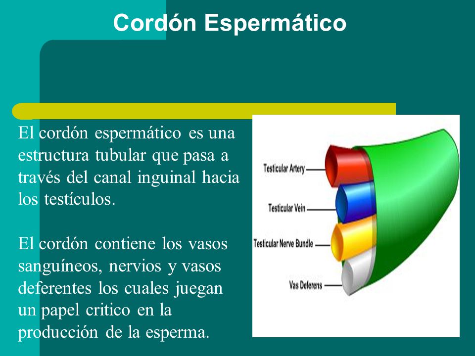 Cordón Espermático El cordón espermático es una estructura tubular que pasa a través del canal inguinal hacia los testículos.