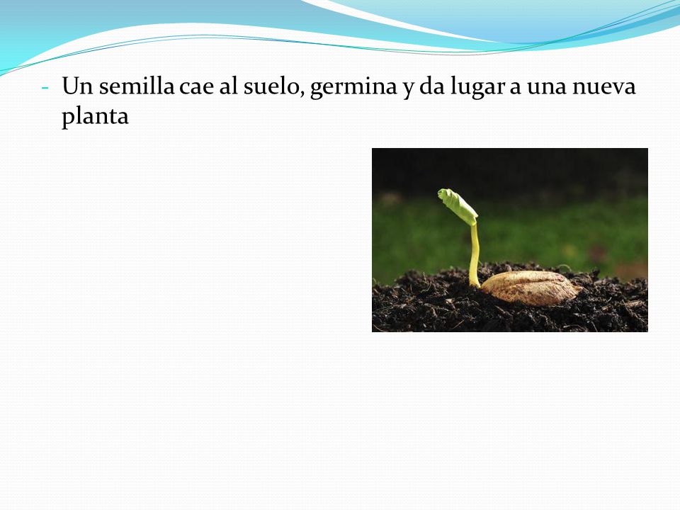 Un semilla cae al suelo, germina y da lugar a una nueva planta