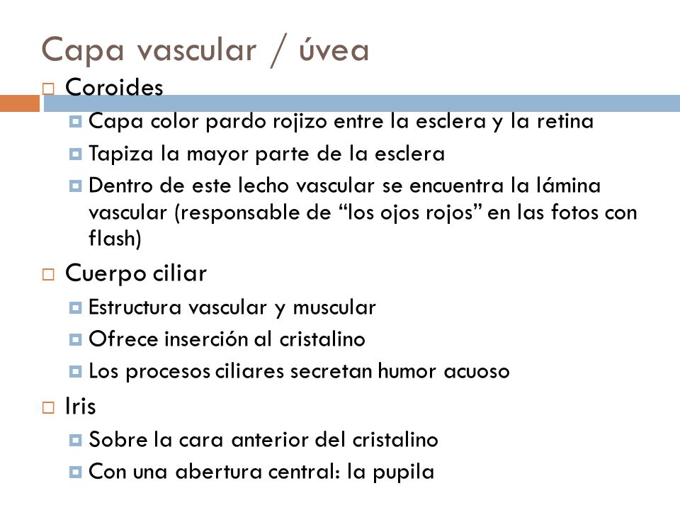 Capa vascular / úvea Coroides Cuerpo ciliar Iris