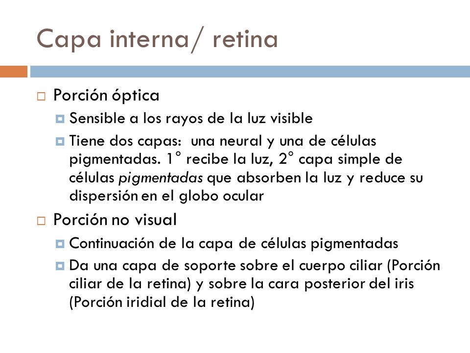 Capa interna/ retina Porción óptica Porción no visual