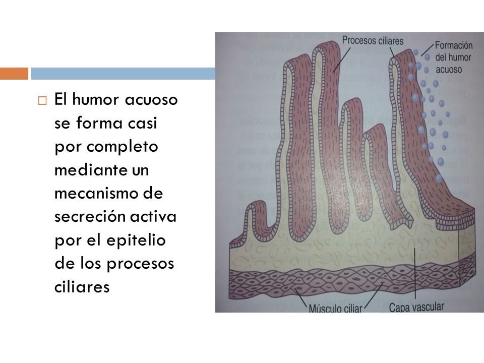 El humor acuoso se forma casi por completo mediante un mecanismo de secreción activa por el epitelio de los procesos ciliares