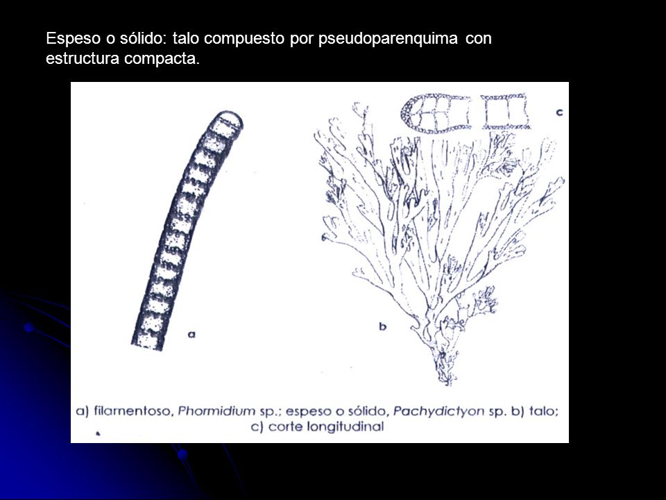 Espeso o sólido: talo compuesto por pseudoparenquima con estructura compacta.