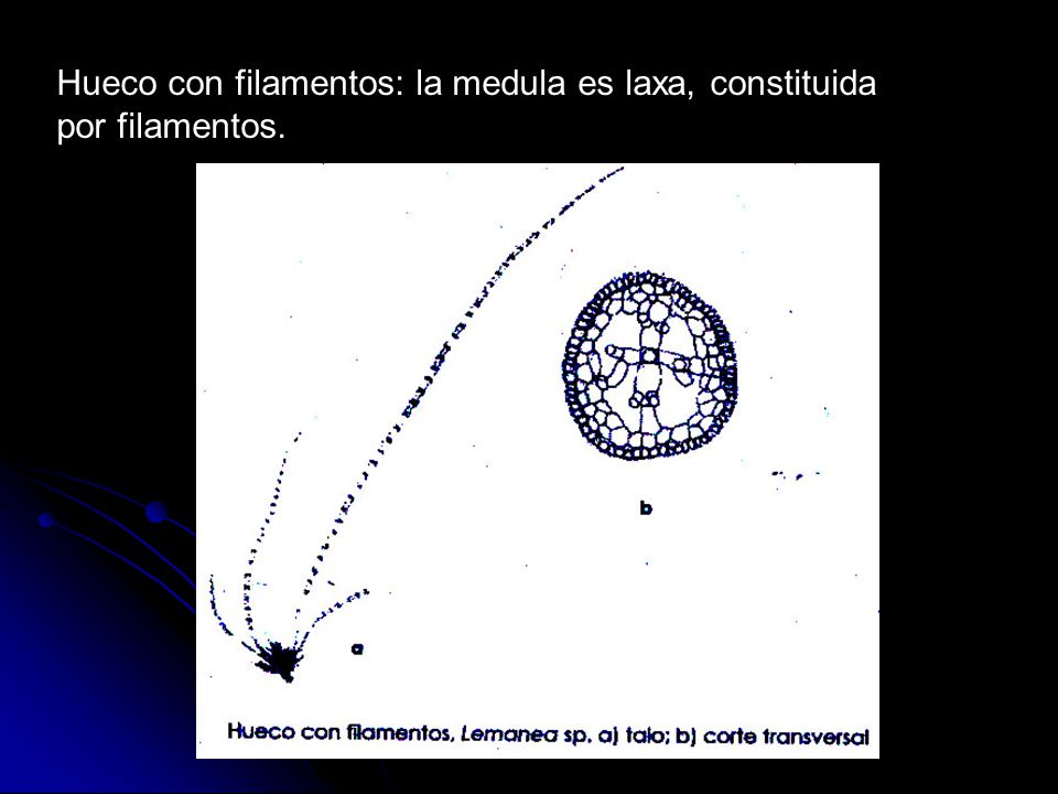 Hueco con filamentos: la medula es laxa, constituida por filamentos.