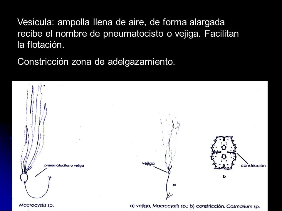 Vesicula: ampolla llena de aire, de forma alargada recibe el nombre de pneumatocisto o vejiga. Facilitan la flotación.