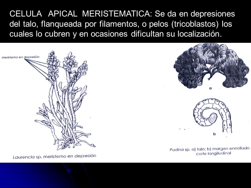 CELULA APICAL MERISTEMATICA: Se da en depresiones del talo, flanqueada por filamentos, o pelos (tricoblastos) los cuales lo cubren y en ocasiones dificultan su localización.
