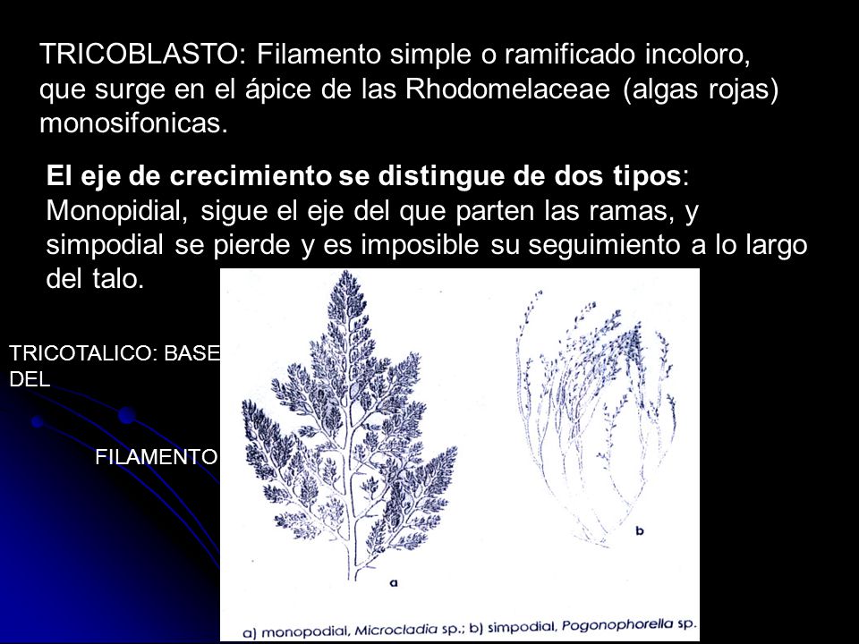 TRICOBLASTO: Filamento simple o ramificado incoloro, que surge en el ápice de las Rhodomelaceae (algas rojas) monosifonicas.