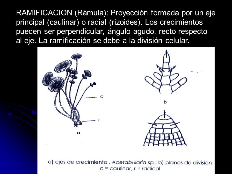 RAMIFICACION (Rámula): Proyección formada por un eje principal (caulinar) o radial (rizoides).