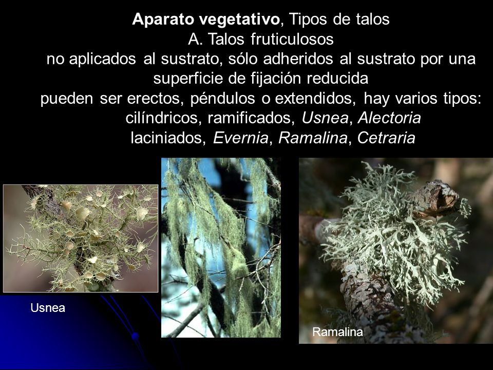Aparato vegetativo, Tipos de talos A. Talos fruticulosos