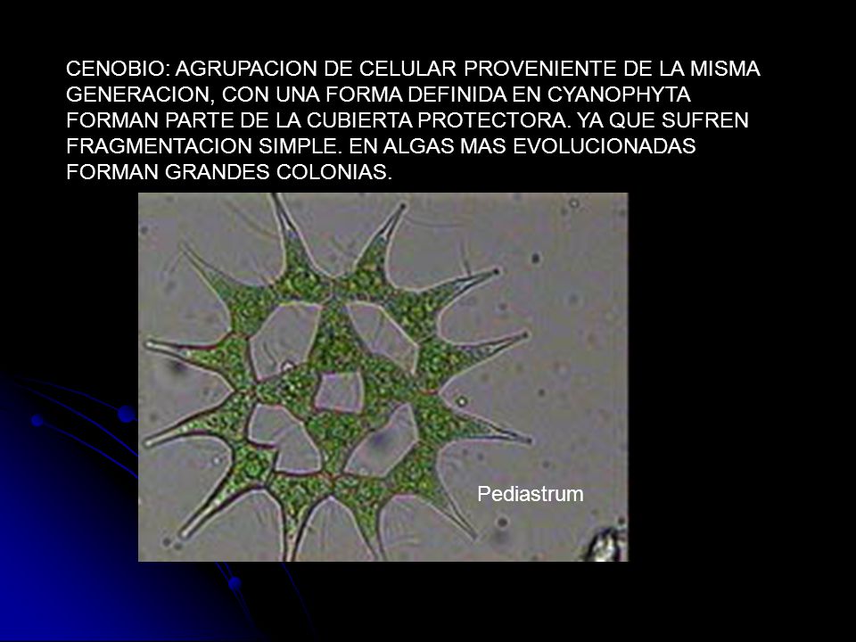 CENOBIO: AGRUPACION DE CELULAR PROVENIENTE DE LA MISMA GENERACION, CON UNA FORMA DEFINIDA EN CYANOPHYTA FORMAN PARTE DE LA CUBIERTA PROTECTORA. YA QUE SUFREN FRAGMENTACION SIMPLE. EN ALGAS MAS EVOLUCIONADAS FORMAN GRANDES COLONIAS.
