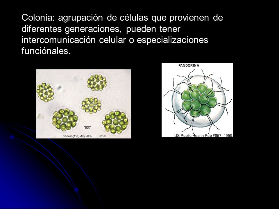 Colonia: agrupación de células que provienen de diferentes generaciones, pueden tener intercomunicación celular o especializaciones funciónales.