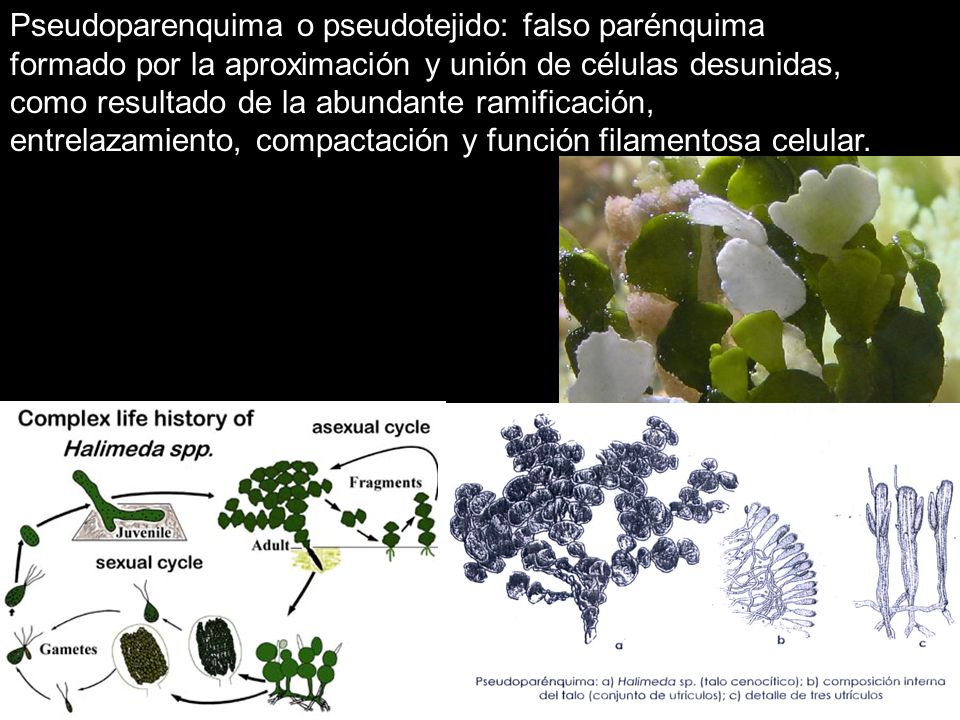Pseudoparenquima o pseudotejido: falso parénquima formado por la aproximación y unión de células desunidas, como resultado de la abundante ramificación, entrelazamiento, compactación y función filamentosa celular.
