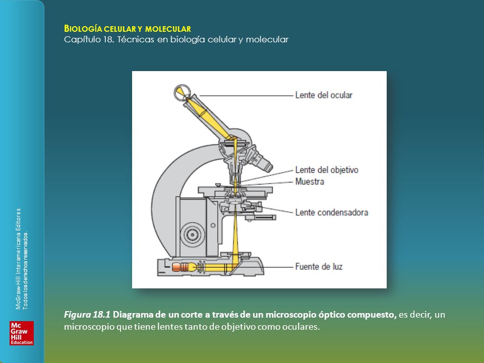 Figura 18.1 Diagrama de un corte a través de un microscopio óptico compuesto, es decir, un microscopio que tiene lentes tanto de objetivo como oculares.
