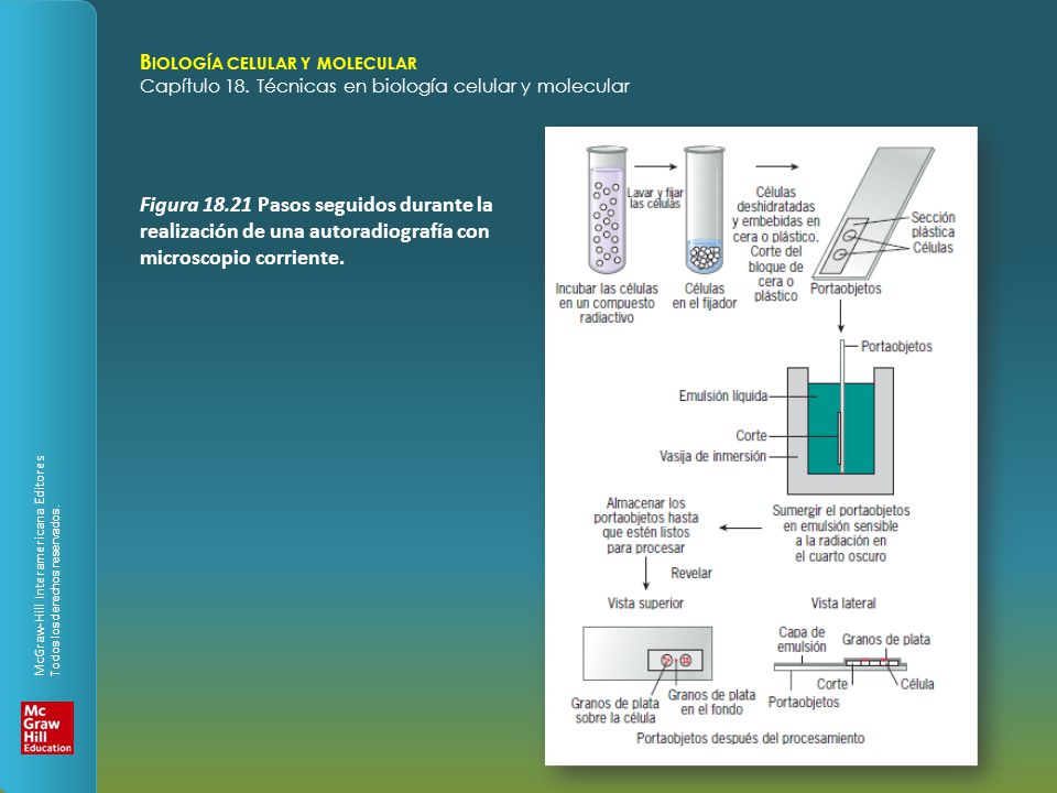 Figura Pasos seguidos durante la realización de una autoradiografía con microscopio corriente.