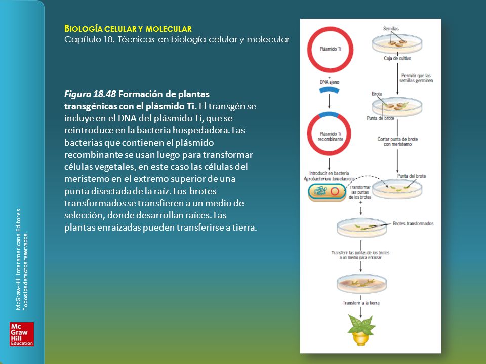 Figura Formación de plantas transgénicas con el plásmido Ti