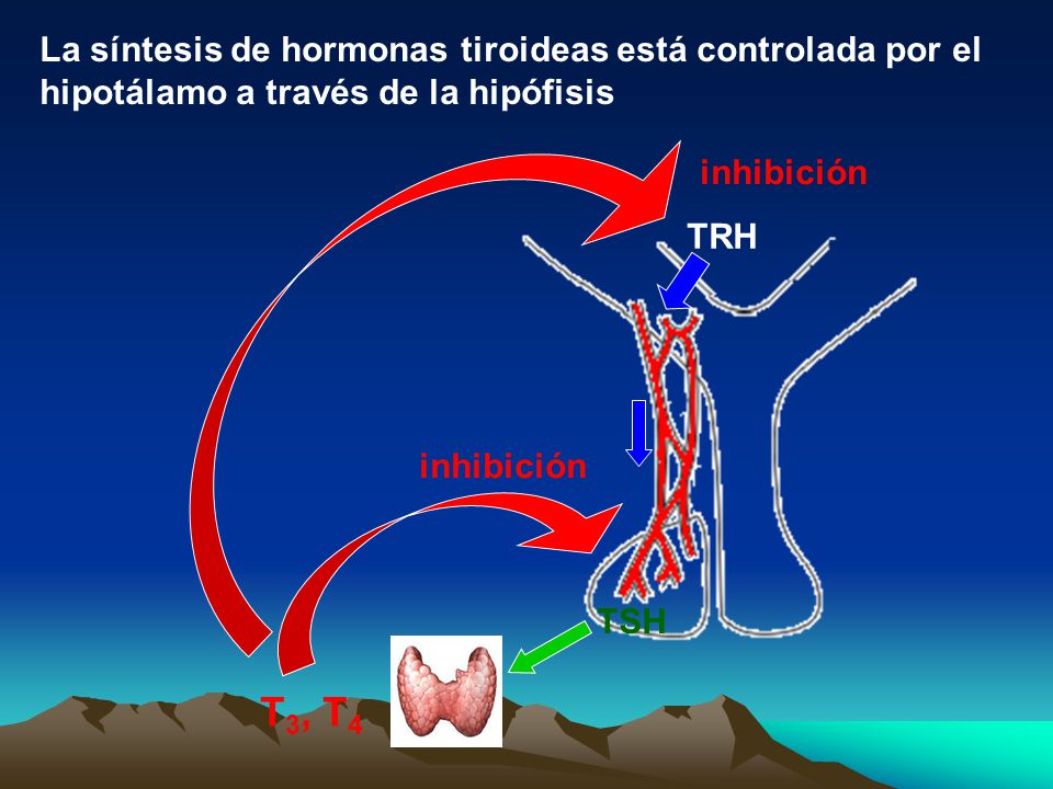 La síntesis de hormonas tiroideas está controlada por el hipotálamo a través de la hipófisis
