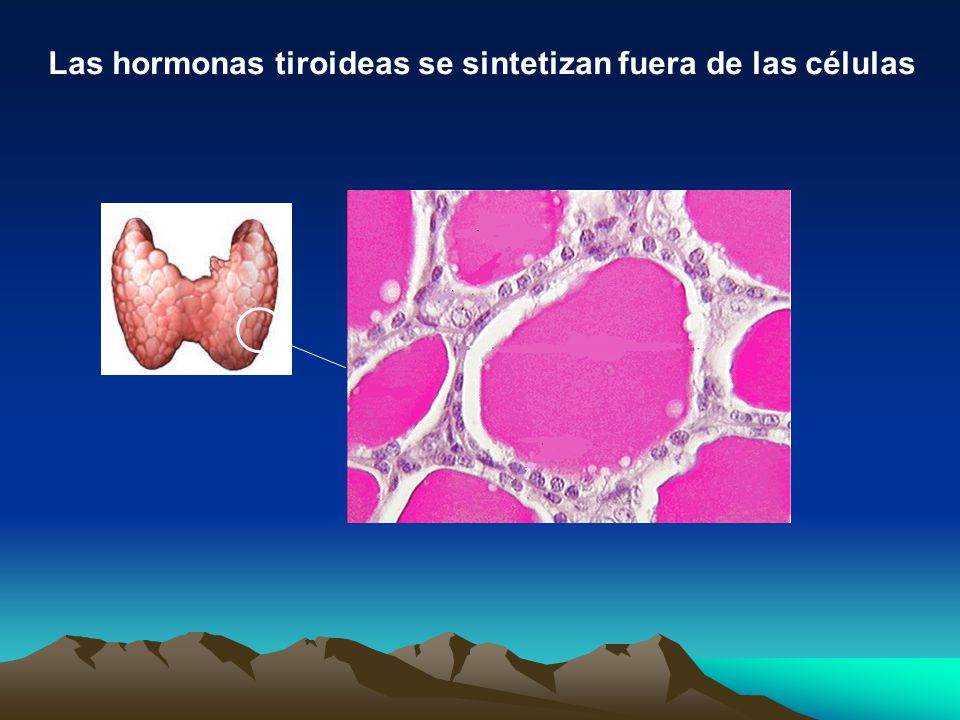 Las hormonas tiroideas se sintetizan fuera de las células