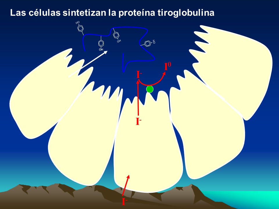 I0 I- I- I- Las células sintetizan la proteína tiroglobulina OH OH OH