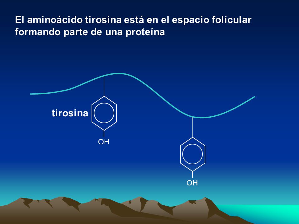 El aminoácido tirosina está en el espacio folícular formando parte de una proteína