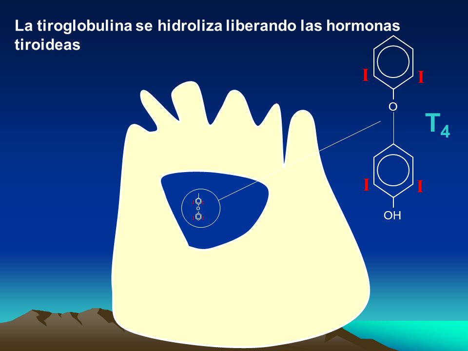T4 I La tiroglobulina se hidroliza liberando las hormonas tiroideas O