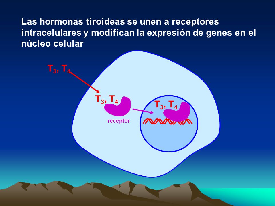Las hormonas tiroideas se unen a receptores intracelulares y modifican la expresión de genes en el núcleo celular