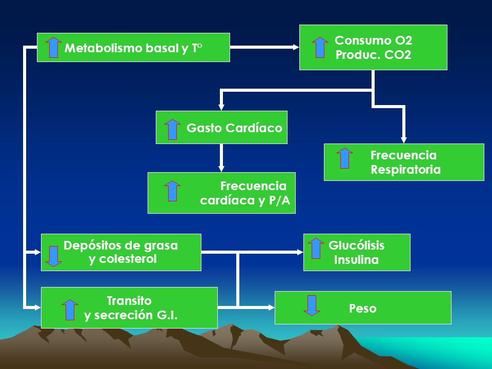 Consumo O2 Produc. CO2. Metabolismo basal y T° Gasto Cardíaco. Frecuencia. Respiratoria. Frecuencia.