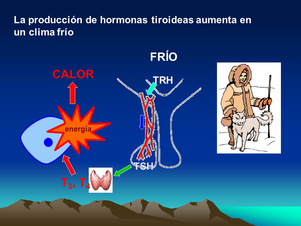 La producción de hormonas tiroideas aumenta en un clima frío