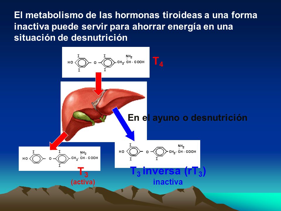 El metabolismo de las hormonas tiroideas a una forma inactiva puede servir para ahorrar energía en una situación de desnutrición