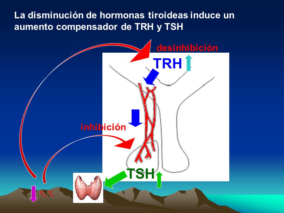 La disminución de hormonas tiroideas induce un aumento compensador de TRH y TSH