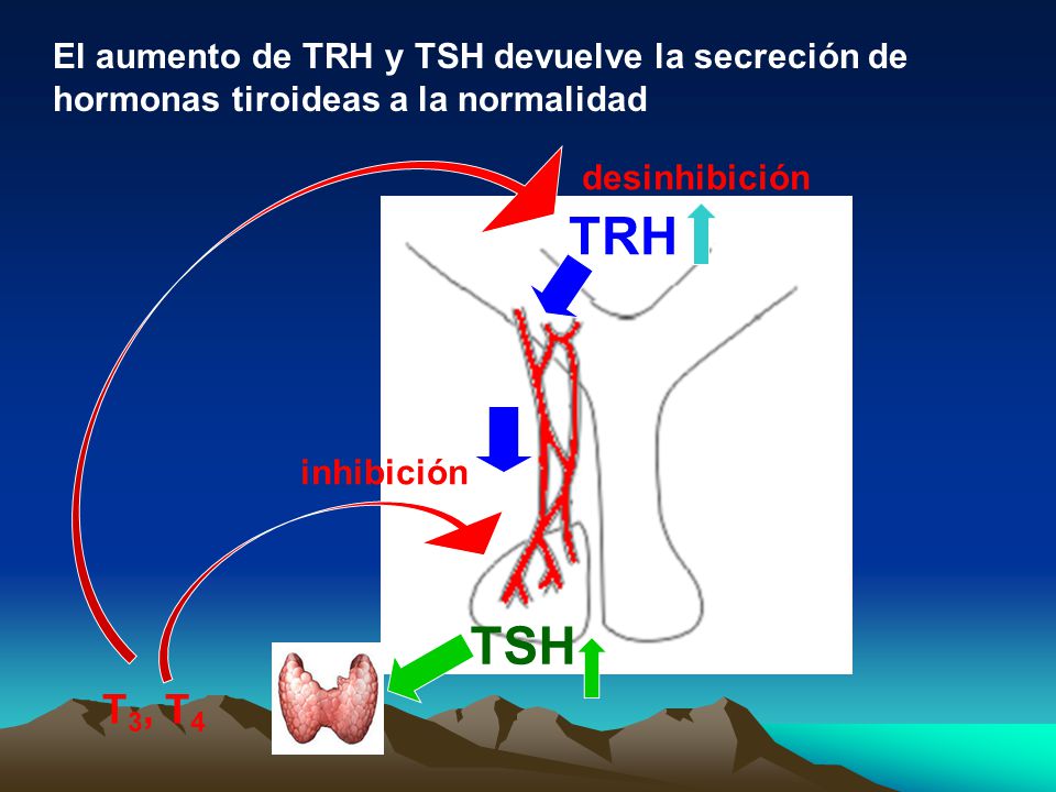 El aumento de TRH y TSH devuelve la secreción de hormonas tiroideas a la normalidad