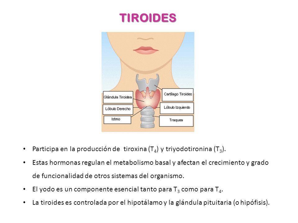 TIROIDES Participa en la producción de tiroxina (T4) y triyodotironina (T3).