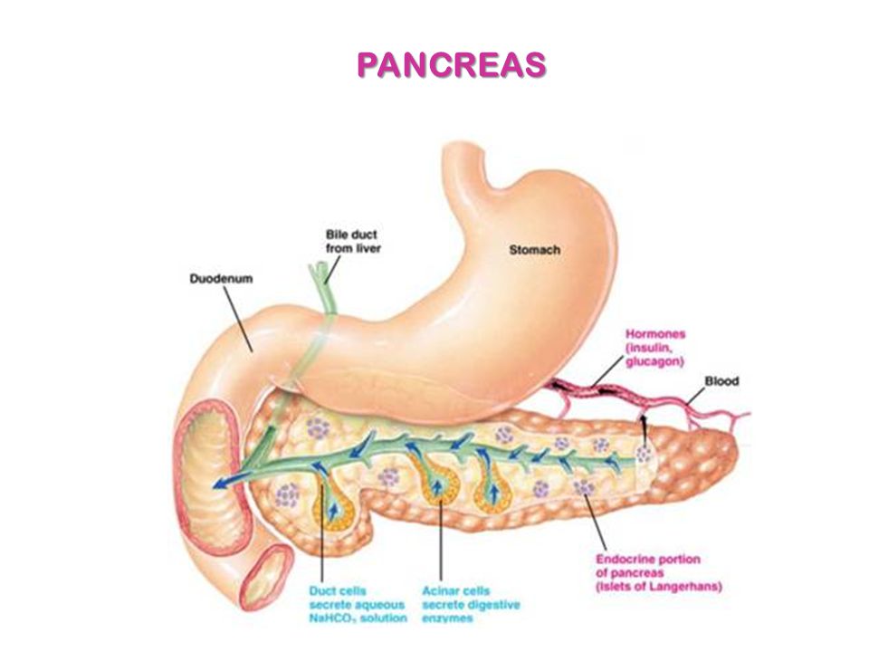 PANCREAS