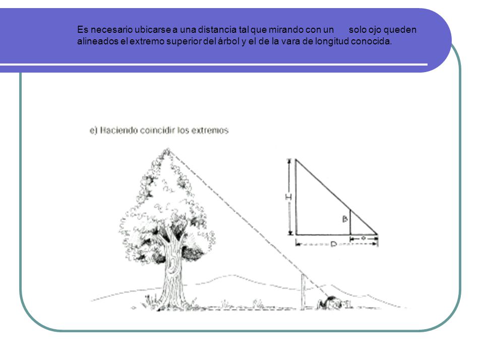 Es necesario ubicarse a una distancia tal que mirando con un solo ojo queden alineados el extremo superior del árbol y el de la vara de longitud conocida.