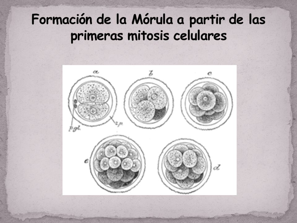 Formación de la Mórula a partir de las primeras mitosis celulares