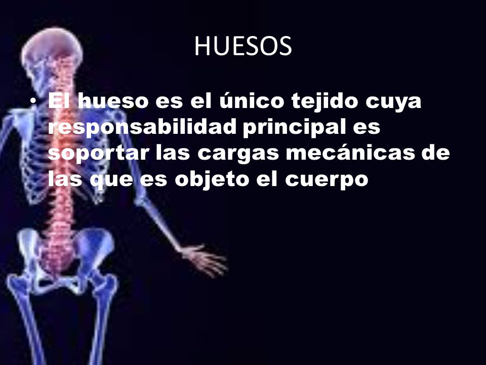 HUESOS El hueso es el único tejido cuya responsabilidad principal es soportar las cargas mecánicas de las que es objeto el cuerpo.