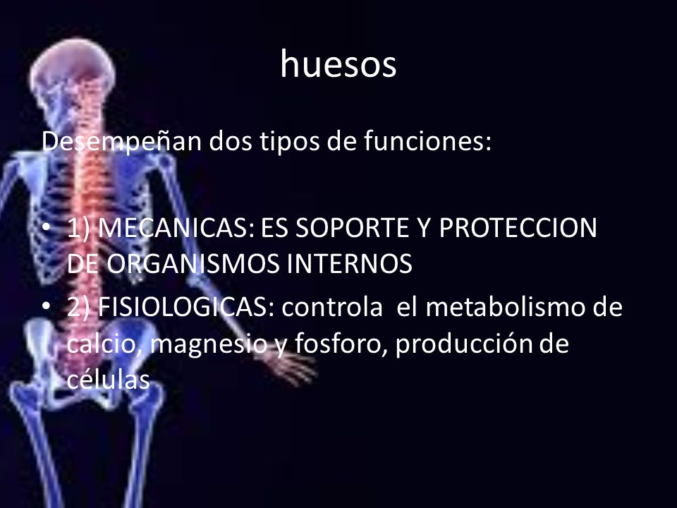 huesos Desempeñan dos tipos de funciones:
