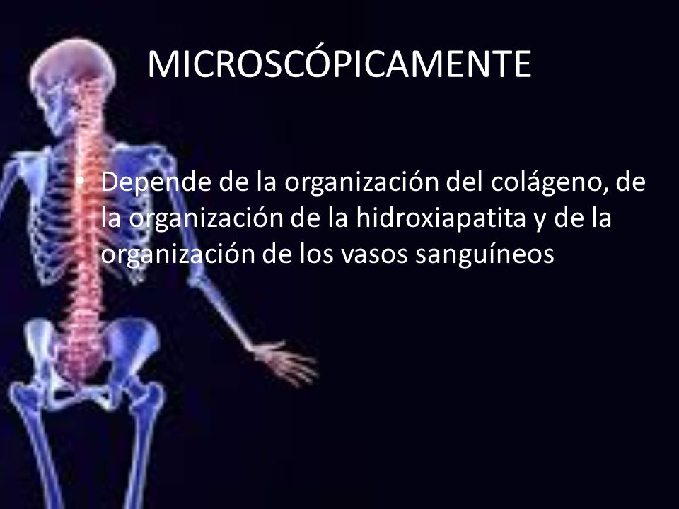 MICROSCÓPICAMENTE Depende de la organización del colágeno, de la organización de la hidroxiapatita y de la organización de los vasos sanguíneos.