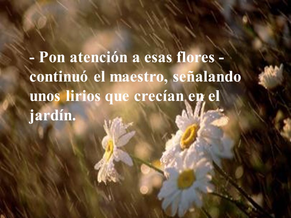 - Pon atención a esas flores -continuó el maestro, señalando unos lirios que crecían en el jardín.