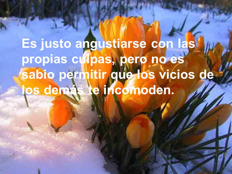 Es justo angustiarse con las propias culpas, pero no es sabio permitir que los vicios de los demás te incomoden.