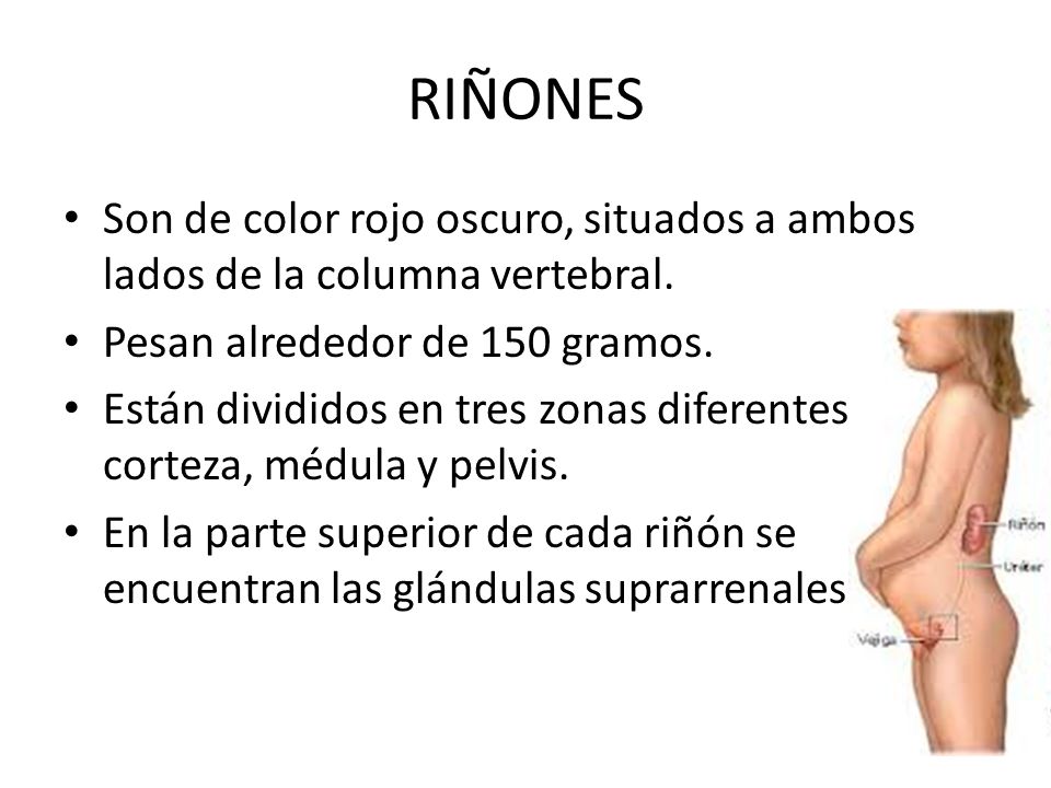 RIÑONES Son de color rojo oscuro, situados a ambos lados de la columna vertebral. Pesan alrededor de 150 gramos.