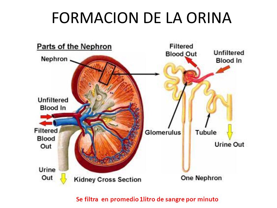 Se filtra en promedio 1litro de sangre por minuto
